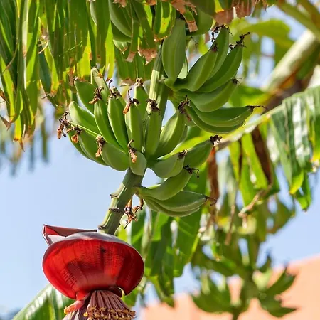 别墅 Casa Kiky, Boho-chic With Botanical Garden